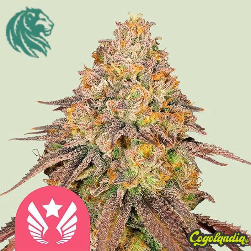 Legendary OG Punch - Royal Queen Seeds Semillas Feminizadas