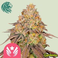 Legendary OG Punch - Royal Queen Seeds Semillas Feminizadas