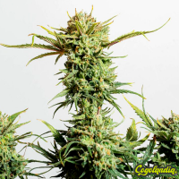 Gnomo Auto