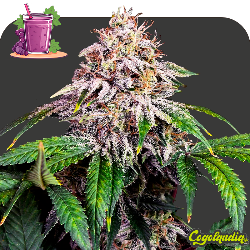 Grape Smoothie a Granel 100% Feminizada Semillas de Marihuana a Grape Smoothie a Granel 100% Feminizada Semillas de Marihuana a