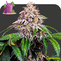 Grape Smoothie a Granel 100% Feminizada Semillas de Marihuana a