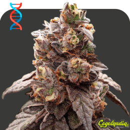 GMO a Granel 100% Feminizada Semillas de Marihuana a Granel