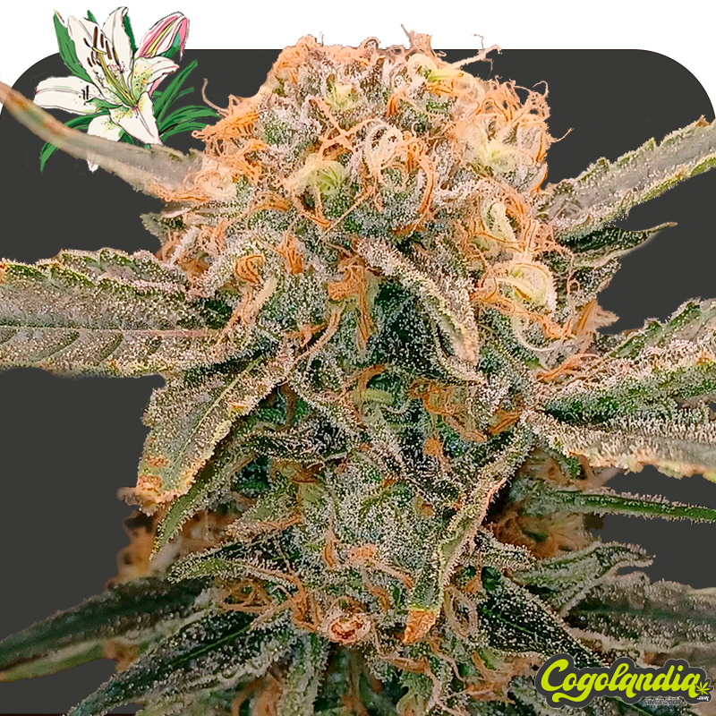 Lilly a Granel 100% Feminizada Semillas de Marihuana a Granel Lilly a Granel 100% Feminizada Semillas de Marihuana a Granel