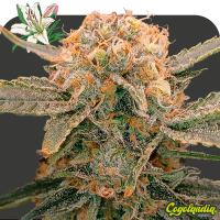 Lilly a Granel 100% Feminizada Semillas de Marihuana a Granel