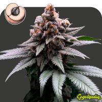 Apricot a Granel 100% Feminizada Semillas de Marihuana a Granel