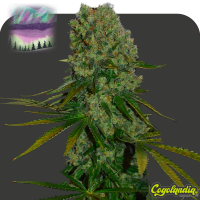 Northern Lights 5 Haze a granel Semillas de Marihuana a Granel