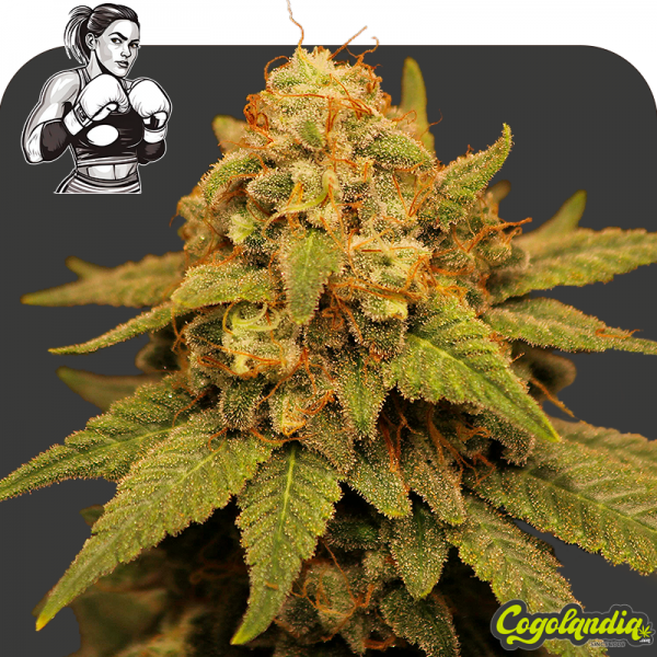 Nicole Kush a Granel 100 % Feminizada Semillas de Marihuana a
