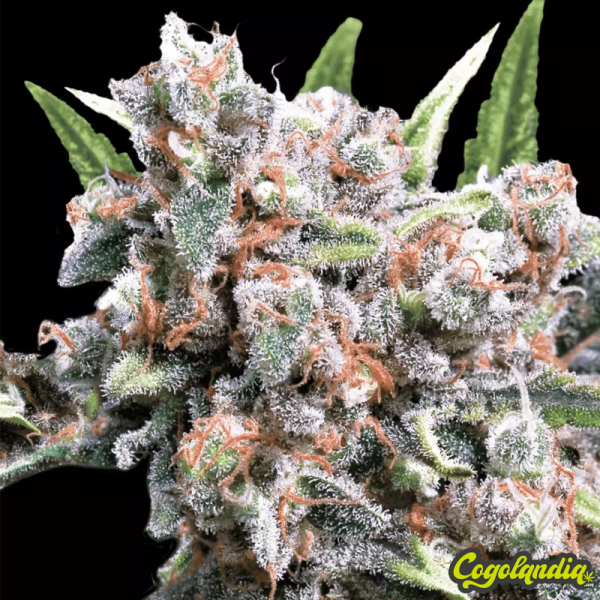 Auto Wappa - Paradise Seeds Semillas autoflorecientes