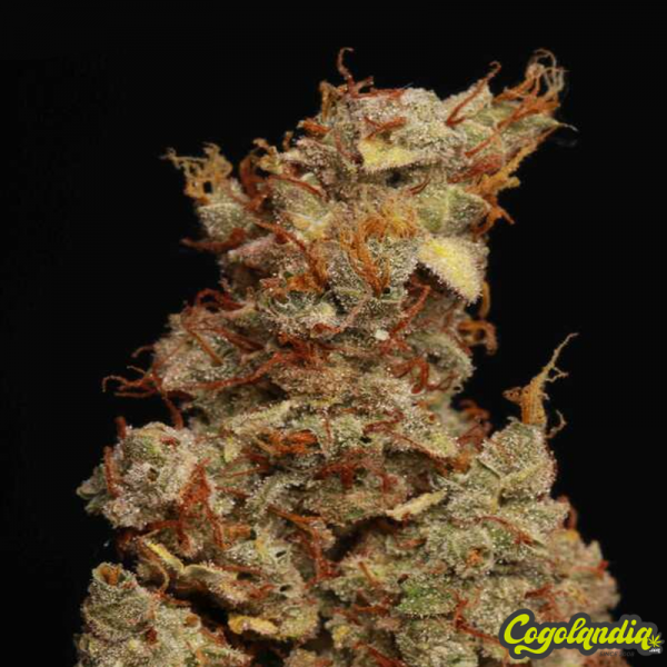 Girl Scout Cookies Auto -...