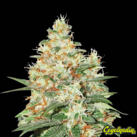 OG Kush Auto - Seedstockers Semillas autoflorecientes