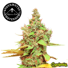 Matanuska Tundra - Sagarmatha