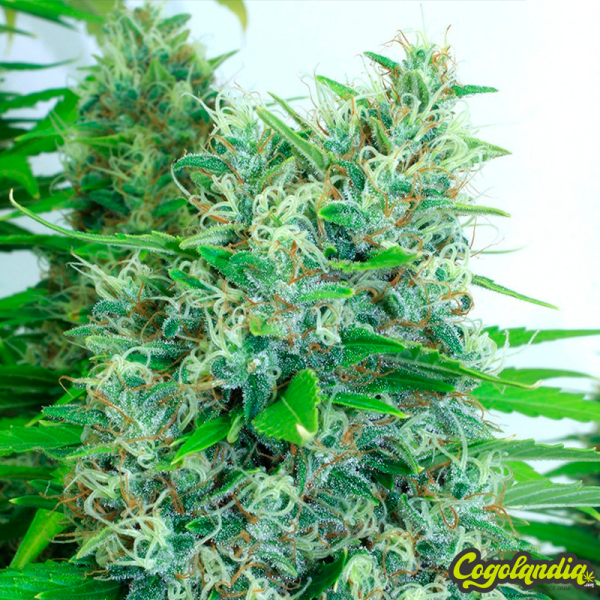 Kali Mist Feminizada - Serius Seeds