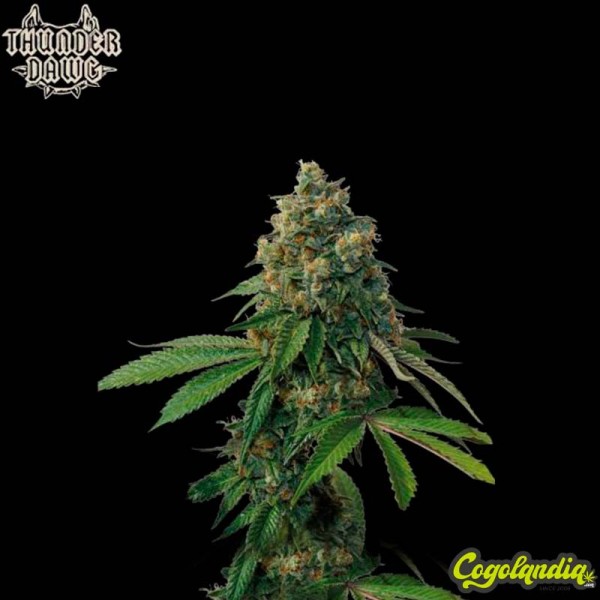 Thunder Dawg Regular - SeedStockers