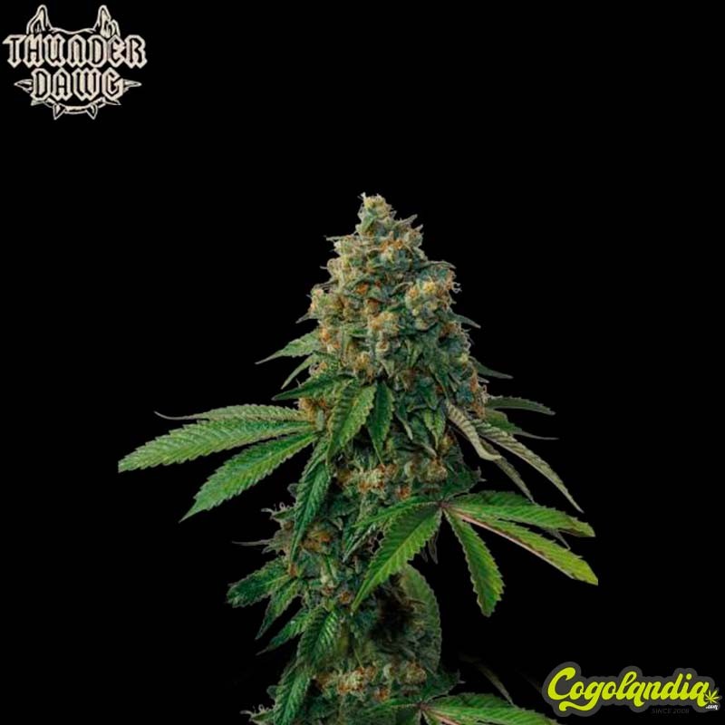Thunder Dawg Regular - SeedStockers