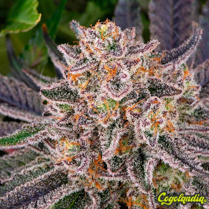 Runtz - Barney's Farm