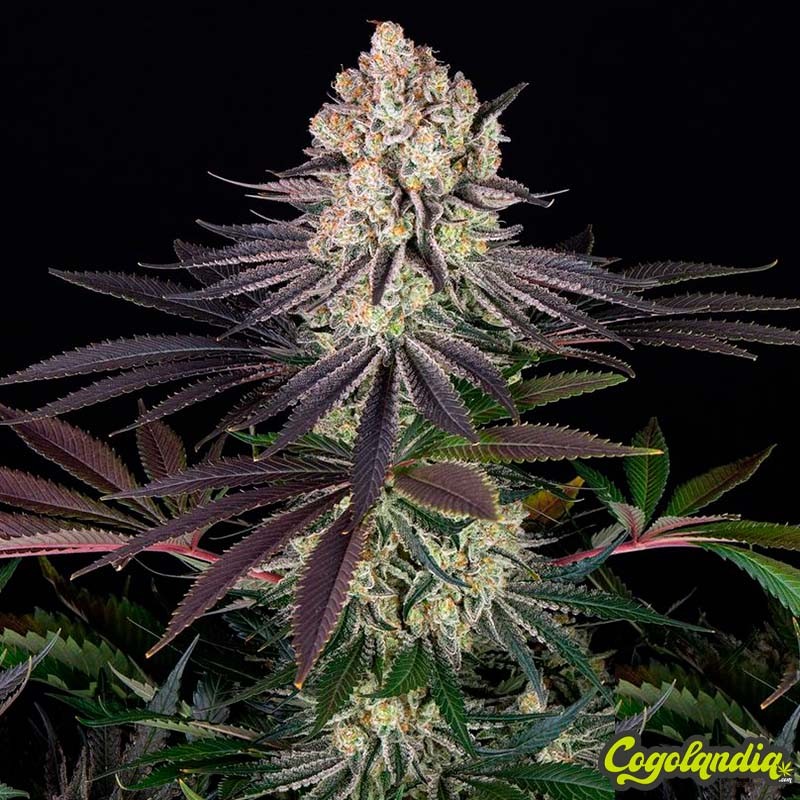 Runtz - Barney's Farm