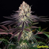 Runtz - Barney's Farm