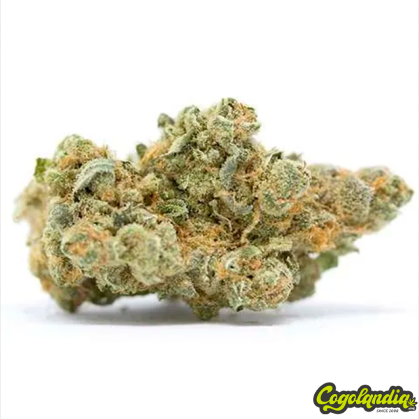 Flores Hidropónicas CBD - Maritrini CBD