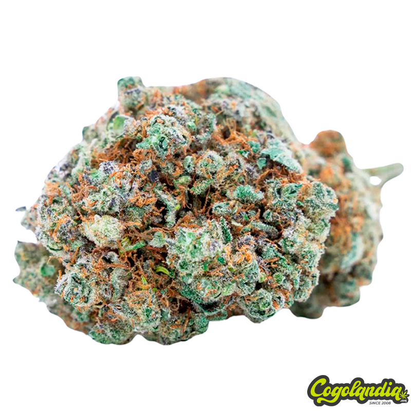 Flores Hidropónicas CBD - Maritrini CBD