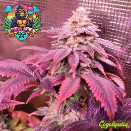 Gorilla x Gelato 69 Fast a... Gorilla x Gelato 69 Fast a Granel Semillas de marihuana