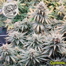 Amnesia Fast a Granel Amnesia Fast a Granel Semillas a 1€