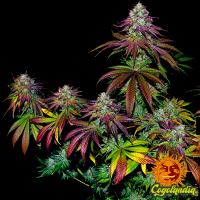 Mimosa EVO - Barney's Farm Semillas Feminizadas