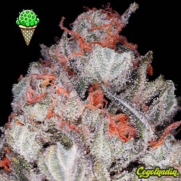 Gelato Auto a Granel Gelato Auto a Granel Semillas de Marihuana a Granel