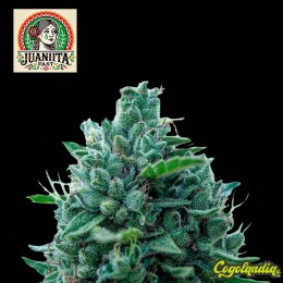 Juanita Fast a Granel Semillas de Marihuana a Granel