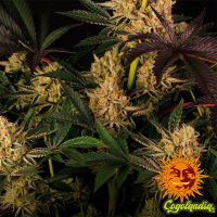 Dos Si Dos 33 - Barney's Farm