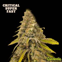 Critical Super Fast a Granel Semillas de Marihuana a Granel