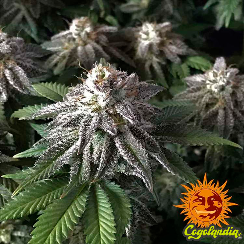 8 Ball Kush - Barney's Farm
