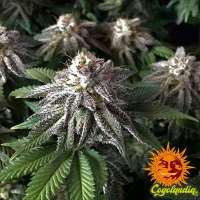8 Ball Kush - Barney's Farm
