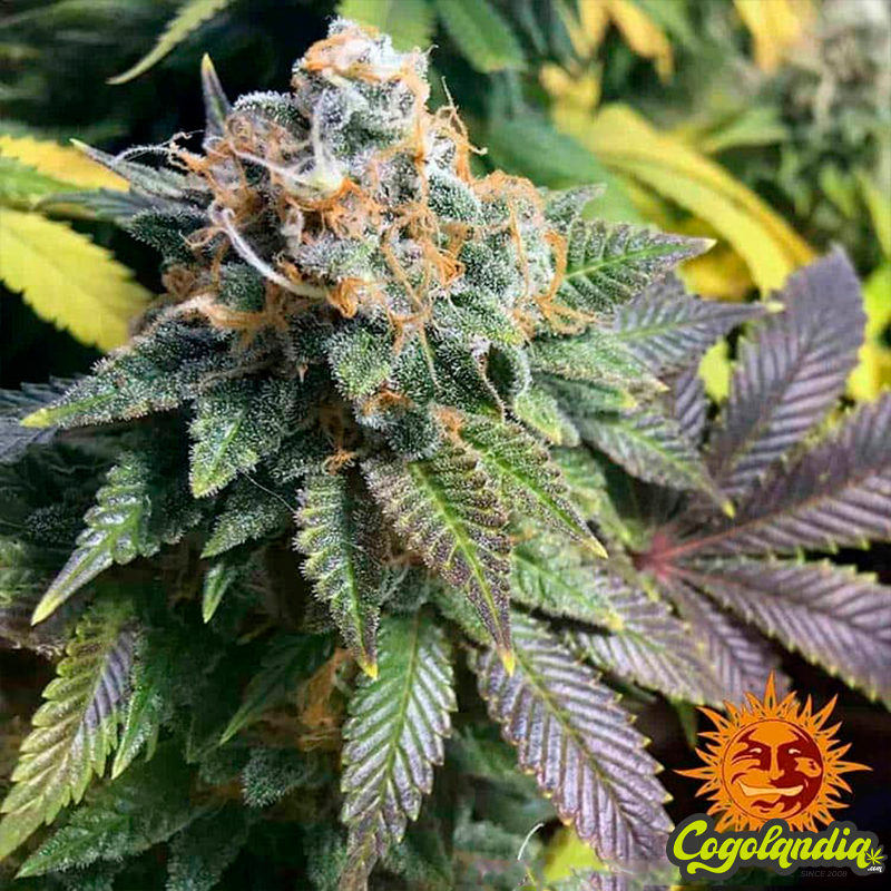 8 Ball Kush - Barney's Farm
