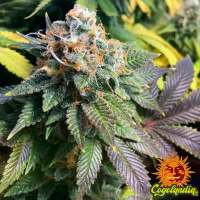 8 Ball Kush - Barney's Farm