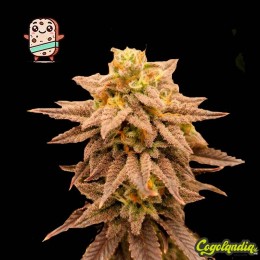 Biscotti - Granel Prémium Semillas de Marihuana a Granel