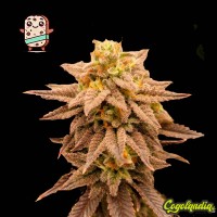 Biscotti - Granel Prémium Semillas de Marihuana a Granel