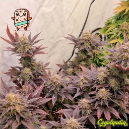 Biscotti - Granel Prémium Semillas de Marihuana a Granel