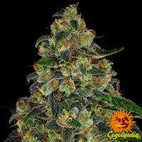 Blue Gelato 41 - Barney's Farm