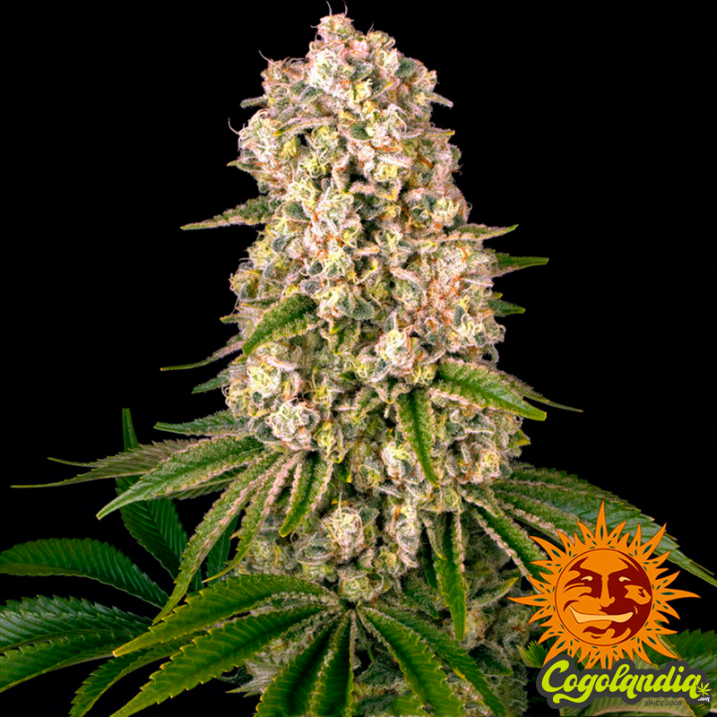 Tropicanna Banana - Barney's Farm Semillas Feminizadas