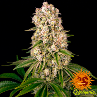 Tropicanna Banana - Barney's Farm Semillas Feminizadas