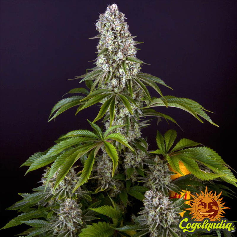 Tropicanna Banana - Barney's Farm Semillas Feminizadas