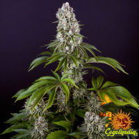Tropicanna Banana - Barney's Farm Semillas Feminizadas