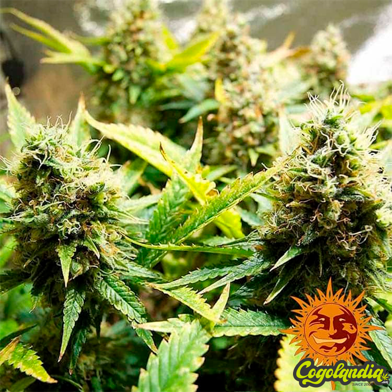 Acapulco Gold - Barney's Farm Positronics Feminizadas, Semillas