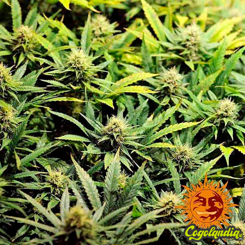 Acapulco Gold - Barney's Farm Positronics Feminizadas, Semillas