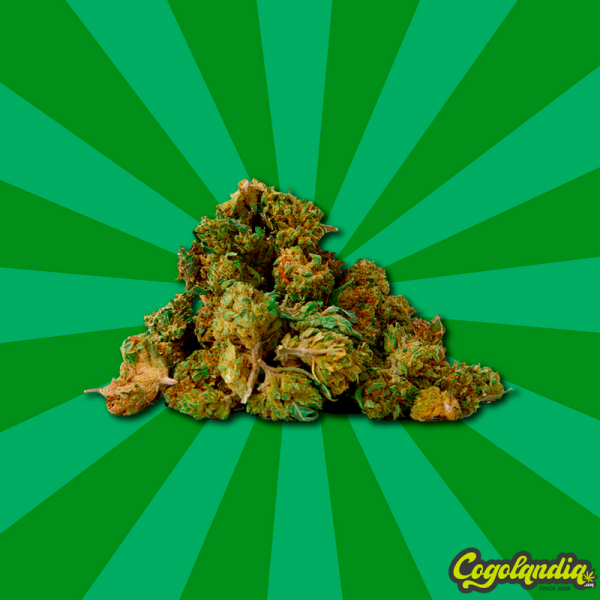Small Buds CBD GreenHouse - Gorilla Grillz