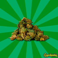 Small Buds CBD GreenHouse - Gorilla Grillz
