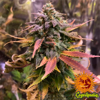 Laughing Buddha - Barney's Farm