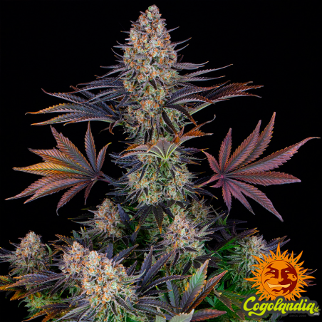 LSD - Barney's Farm