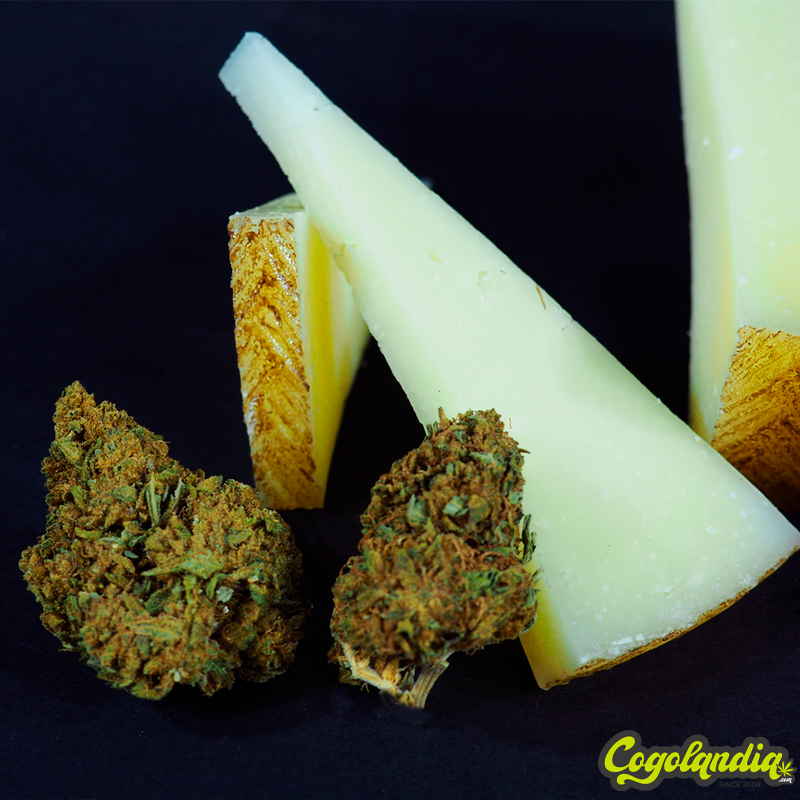 Cogollo de CBD Cheese - The Luxe