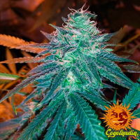 Triple Cheese - Barney's Farm